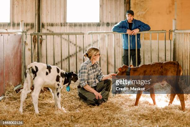 mature farmers examining and feeding calves at cattle farm - couple farm stock pictures, royalty-free photos & images