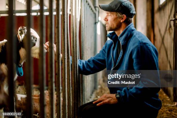 farmer wearing cap examining calf at cattle farm - farmhouse stock pictures, royalty-free photos & images