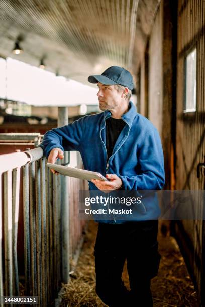 farmer wearing cap standing with digital tablet by railing at cattle farm - dairy farmer stock pictures, royalty-free photos & images