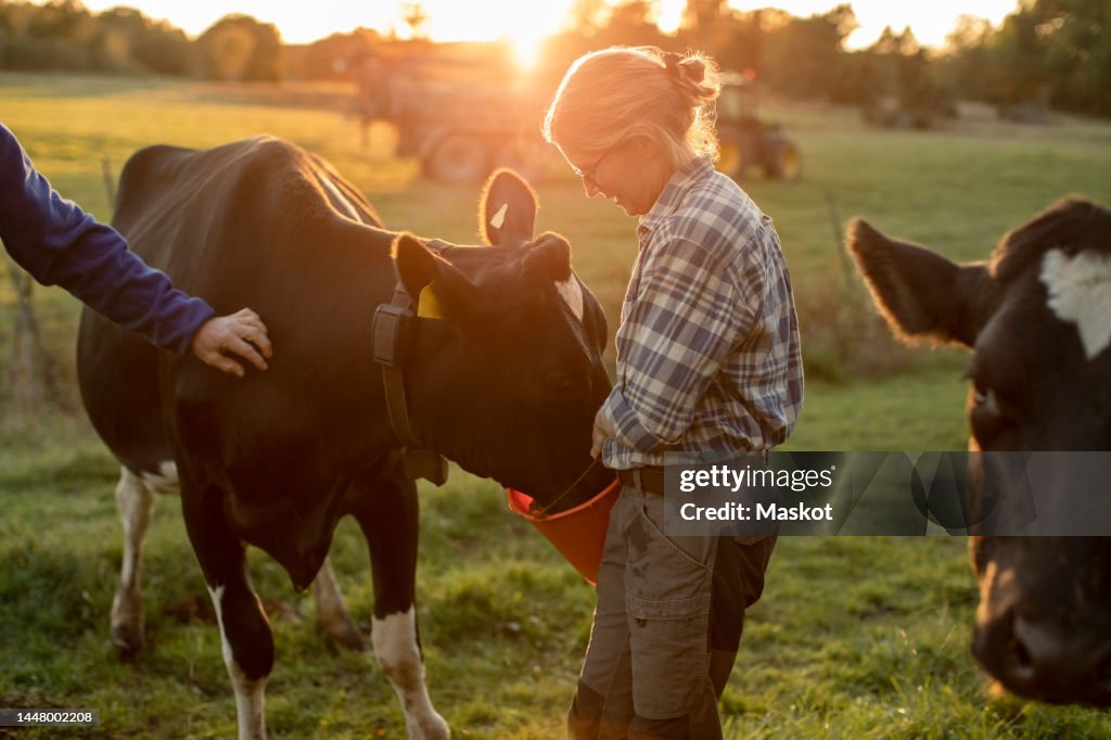 Female farmer feeding cows on field during sunset