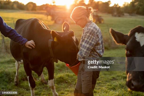 female farmer feeding cows on field during sunset - koe stockfoto's en -beelden