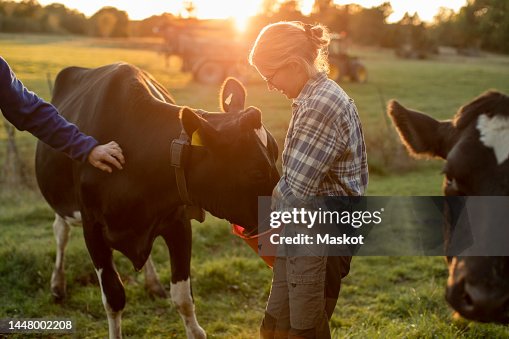 Female farmer feeding cows on field during sunset