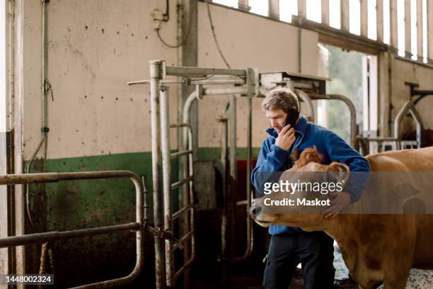 farmer talking on mobile phone and stroking cow at cattle farm - farmhouse stock pictures, royalty-free photos & images