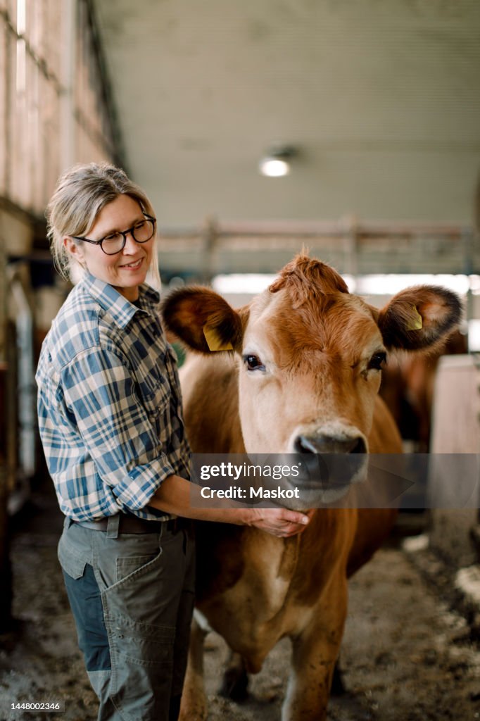Happy mature farmer standing with cow at cattle farm