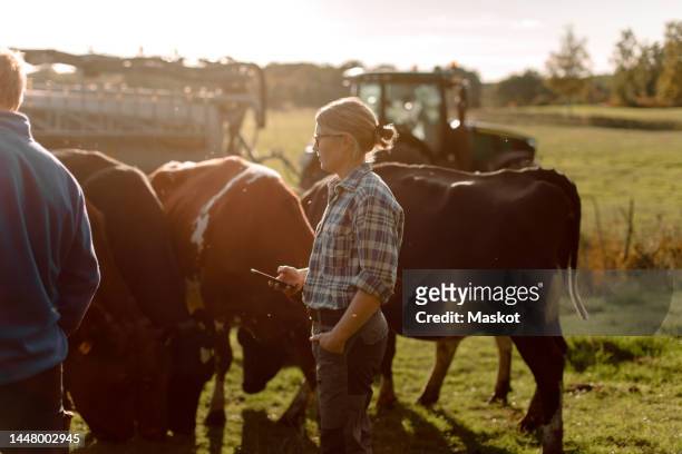 farmers examining cows at farm on sunny day - dairy farm stock pictures, royalty-free photos & images