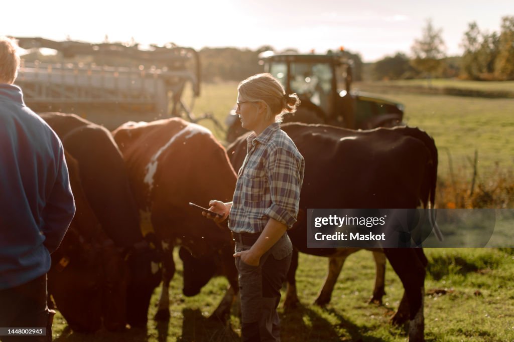 Farmers examining cows at farm on sunny day