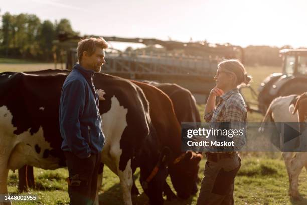 farmers standing by cow and discussing at field on sunny day - manada imagens e fotografias de stock
