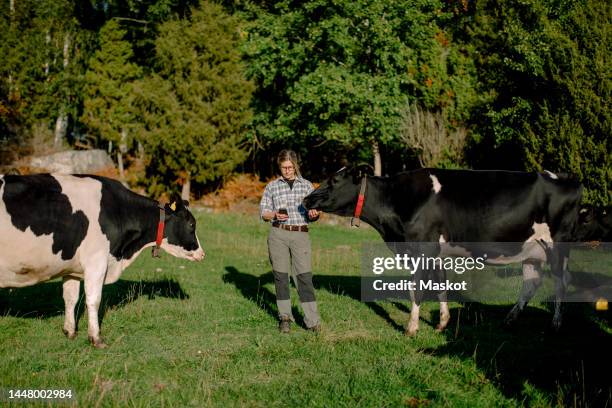 female farmer using smart phone standing by cow on field - cattle call stock pictures, royalty-free photos & images