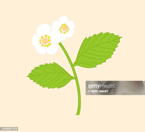 wild strawberry bush. two white flowers. hand-drawn vector, flat style. - strawberry blossom stock illustrations