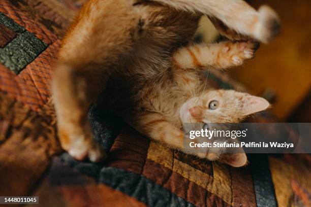 playful ginger kitty cat - cat reaching down stock pictures, royalty-free photos & images
