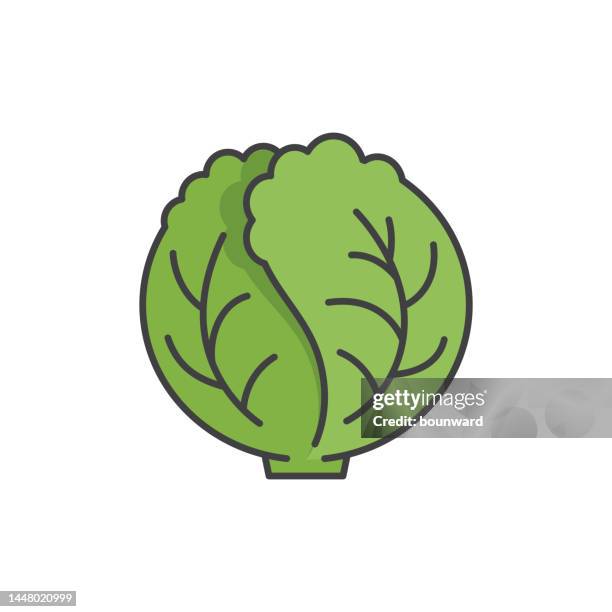 cabbage color line icon. editable stroke. - iceberg lettuce stock illustrations