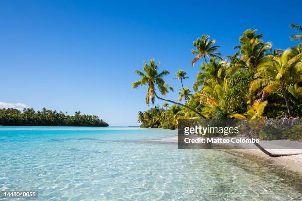 beach with palms, aitutaki, cook islands - aitutaki stock pictures, royalty-free photos & images