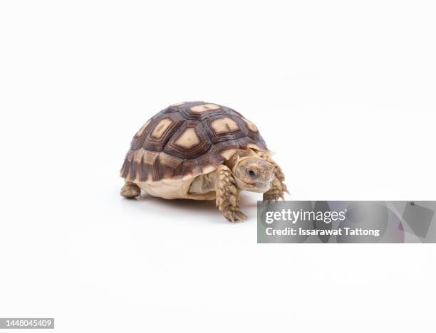 african spurred tortoise, centrochelys sulcata, also called the sulcata tortoise, in front of white background - 緩慢的 個照片及圖片檔