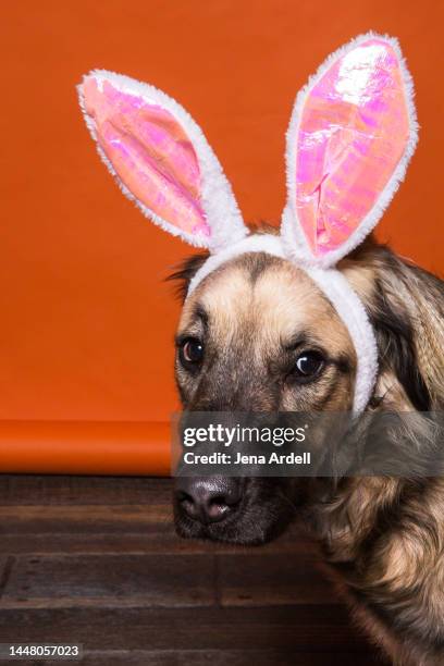 funny dog wearing bunny ears - easter bunny ears ストックフォトと画像