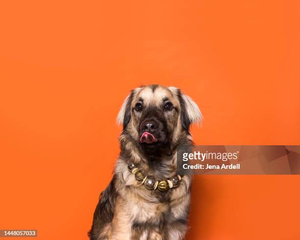 hungry dog licking lips, large puppy portrait, dog portrait - german shepherd sitting stock pictures, royalty-free photos & images