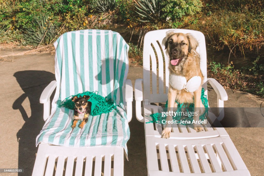 Funny Dogs Summer Vacation, Summer Dog Portrait, Small Dog and Large Dog Together