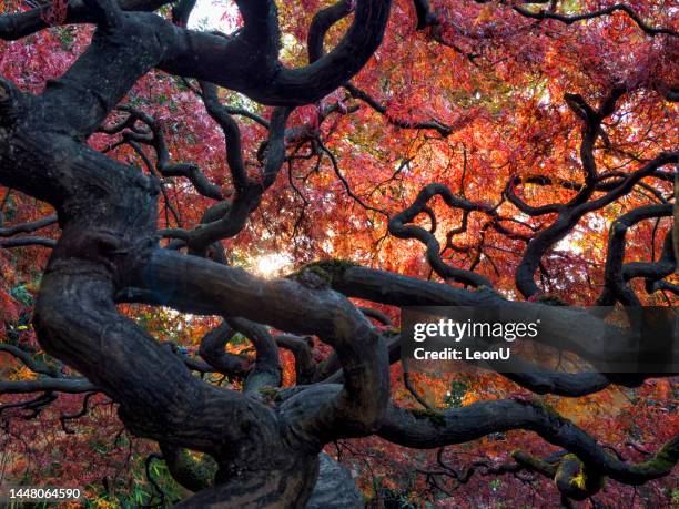 japanese maple tree in autumn, north vancouver, canada - oriental garden stockfoto's en -beelden