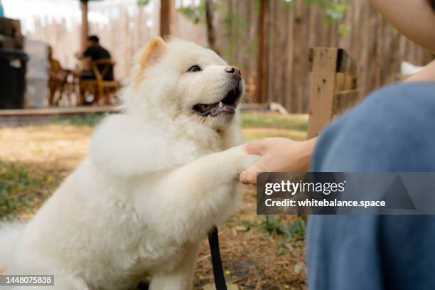 donna asiatica che dà dolcetti al suo cane durante l'addestramento. - dressage foto e immagini stock