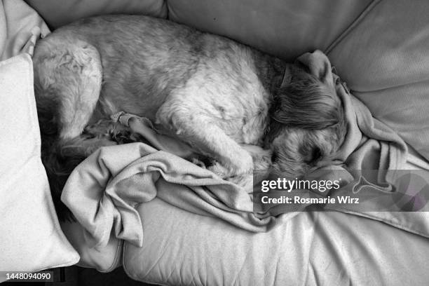 bergamasco sheepdog, freshly groomed, on sofa - bergamasco sheepdog stock pictures, royalty-free photos & images