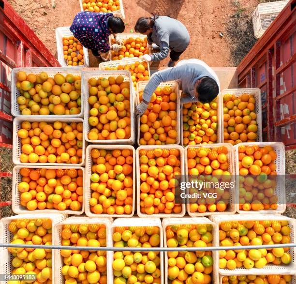 Farmers load crates of navel oranges onto a truck in a filed on December 9, 2022 in Daoxian County, Yongzhou City, Hunan Province of China.