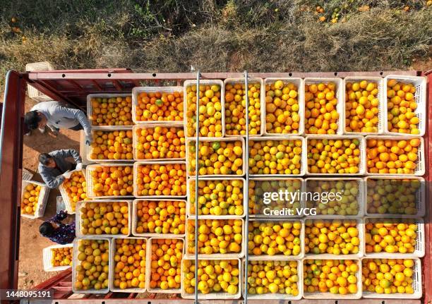 Farmers load crates of navel oranges onto a truck in a filed on December 9, 2022 in Daoxian County, Yongzhou City, Hunan Province of China.