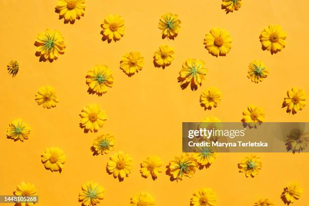 yellow background with yellow daisies. floral background. hello spring. birthday. women's day. mothers day. holiday. - big flower background stock-fotos und bilder