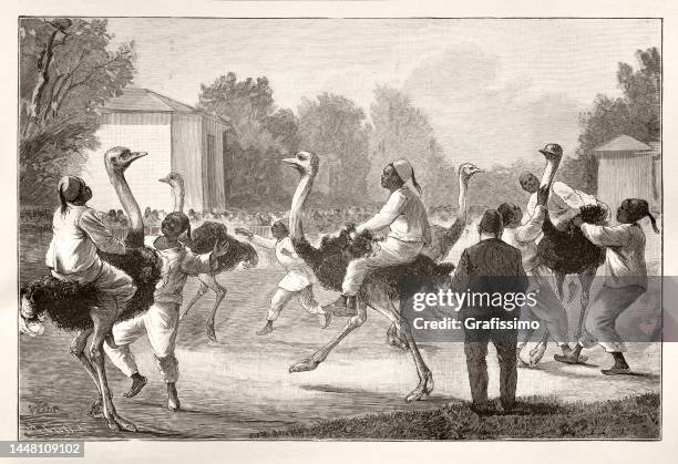 somali people riding ostrich in zoo dresden 1888 - ostrich riding stock illustrations