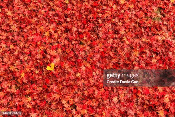 autumn in kyoto - foglia rossa foto e immagini stock