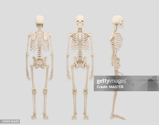 human skeletons standing all angles - skeleton stock pictures, royalty-free photos & images