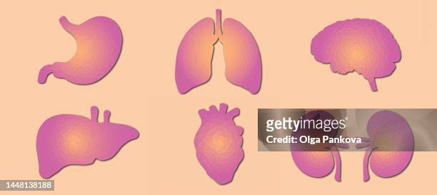 human internal organs, set flat illustrations - lunge krank stock-fotos und bilder