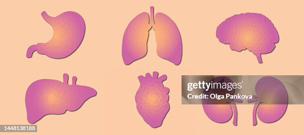 Human internal organs, set flat illustrations Human internal organs, set flat illustrations