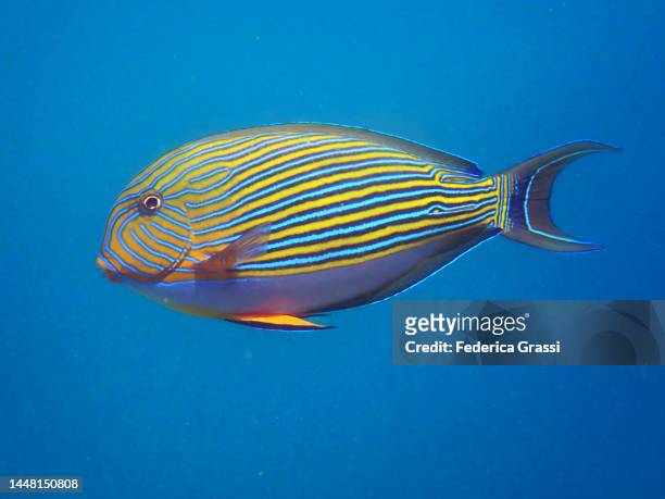 striped surgeonfish or clown tang (acanthurus lineatus) - pesce chirurgo foto e immagini stock