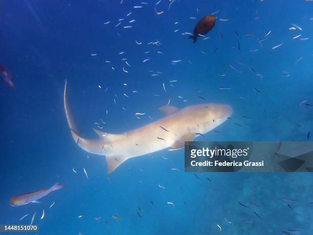 tawny nurse shark (nebrius ferrugineus),maldives. common local name: nidhan miyaru - nurse shark stockfoto's en -beelden