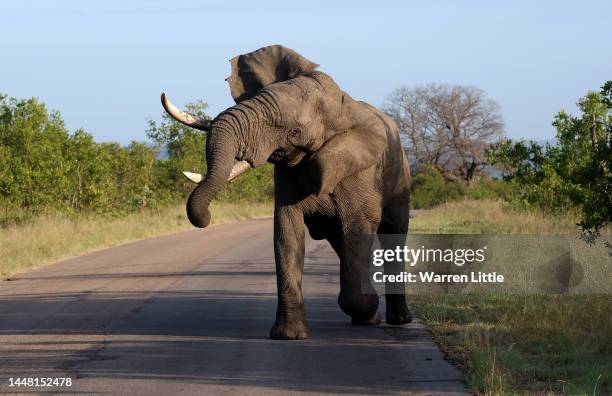 An Elephant is pictured at the neighbouring Kruger National Park game reserve ahead of the third round of the Alfred Dunhill Championship at Leopard...