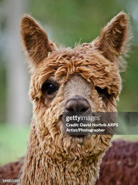 Alpaca