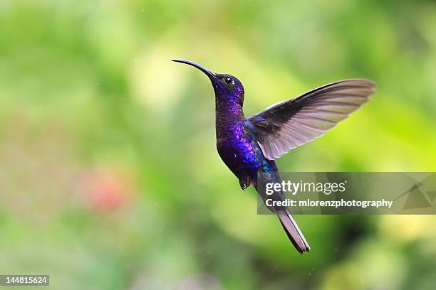 humming bird - hummingbirds stock-fotos und bilder