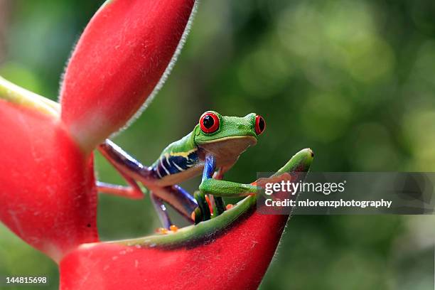 ribbit in rainforest - megophrys stockfoto's en -beelden