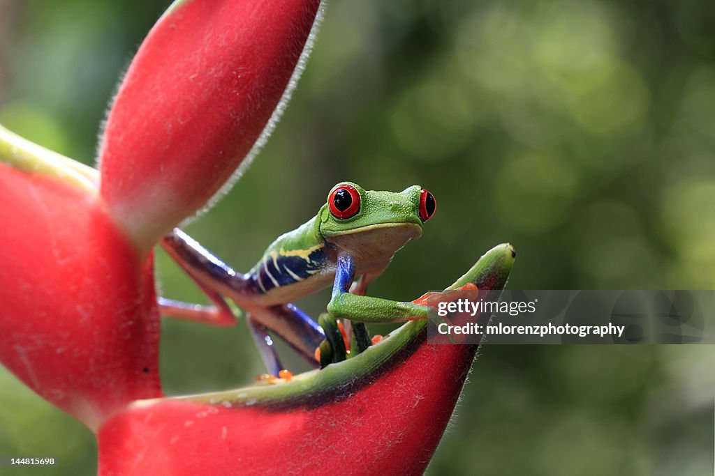 Ribbit in rainforest