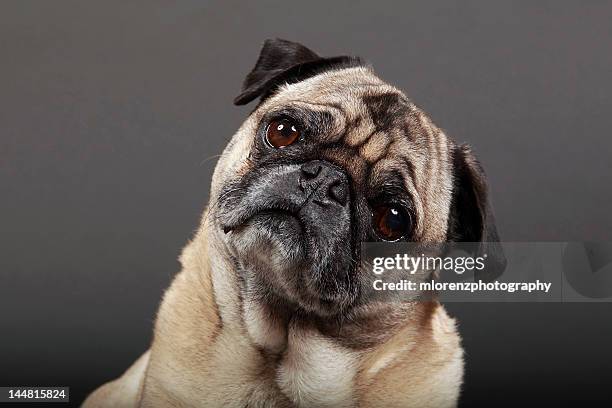 fawn pug - hoofd schuin stockfoto's en -beelden