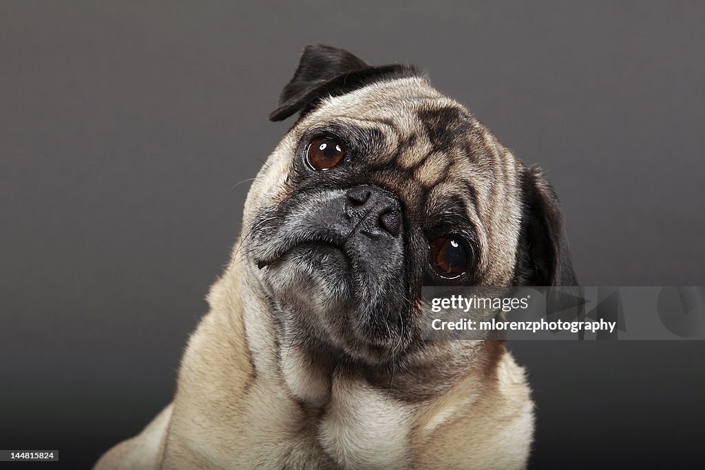 Fawn Pug