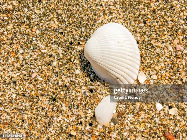 white seashell on the seashore - sea shells stock pictures, royalty-free photos & images