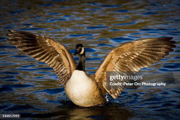 canada goose - spread wings stock pictures, royalty-free photos & images