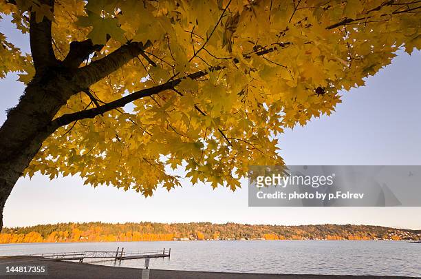 yellow leaf tree over lake - pfolrev stockfoto's en -beelden