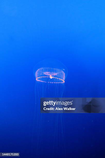 46 Crystal Jellyfish Stock Photos, High-Res Pictures, and Images