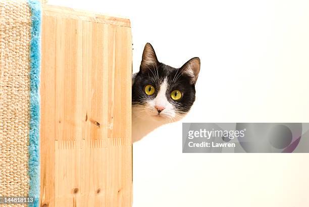 curious black and white cat - peeking stock-fotos und bilder
