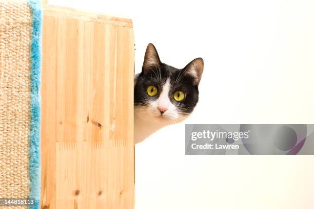 curious black and white cat - peer foto e immagini stock