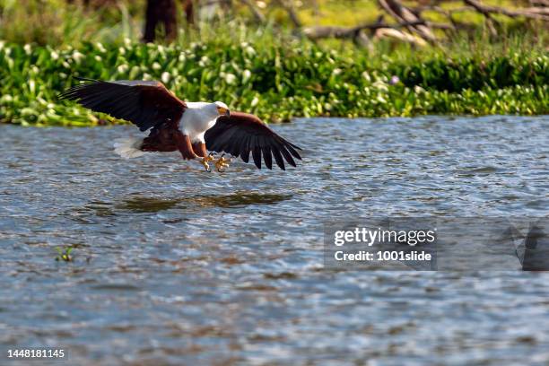 caza de águilas pescadoras africanas en la naturaleza - african fish eagle fotografías e imágenes de stock