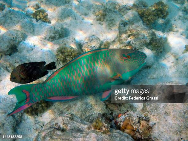spotted parrotfish (cetoscarus ocellatus or scarus ocellatus) on maldivian reef - bicolour parrotfish stock pictures, royalty-free photos & images