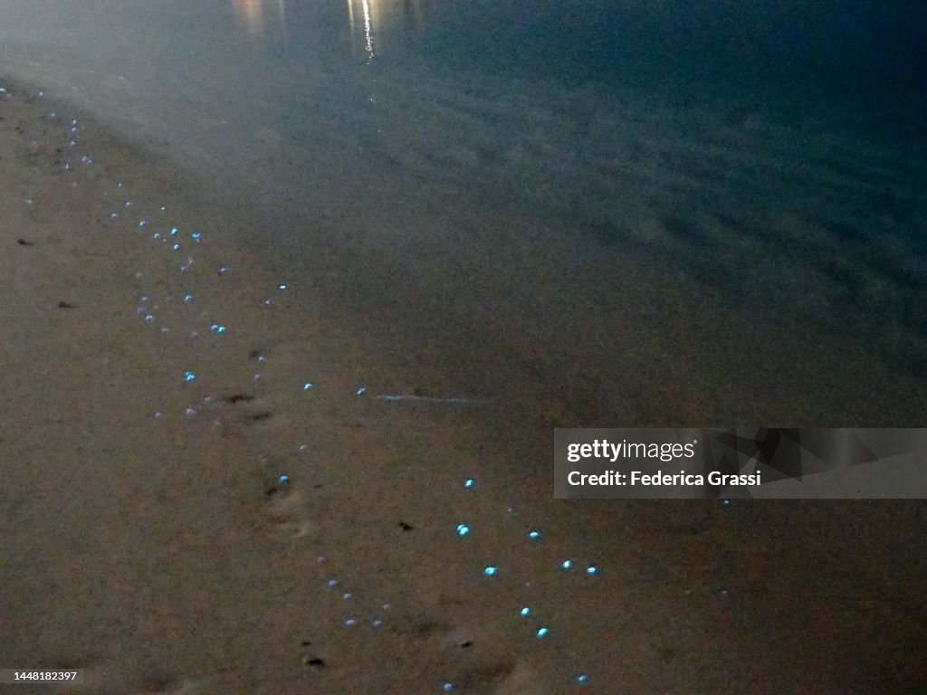 Bioluminescent Plankton (Noctiluca scintillans) on Maldivian Beach at Night, Rannalhi Island