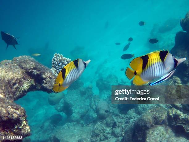 two double-saddle (saddleback) butterfly fish (chaetodon falcula) - pacific double saddle butterflyfish stock pictures, royalty-free photos & images